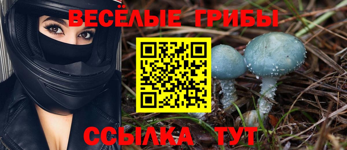 Галлюциногенные грибы Psilocybine cubensis Черкесск